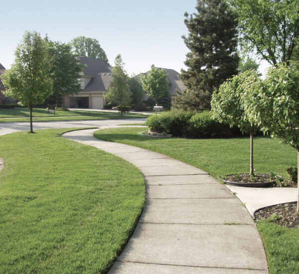 Artboard 3 A concrete pathway around trees in a suburban neighbourhood.